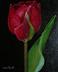 tn_IMGP1547