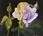 tn_ST830069