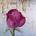 tn_ST830799