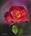 tn_ST839973